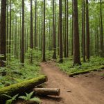 Критерии и методология подбора лесных участков для эффективного ведения лесного хозяйства